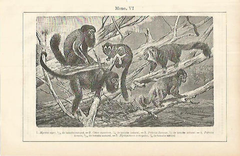 LAMINA ESPASA 8553: Monos
