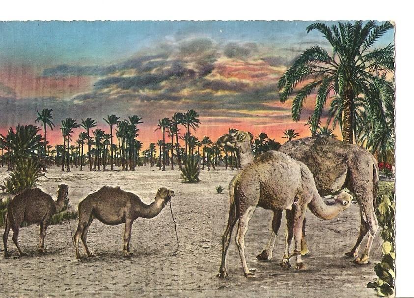 Postal 035948 : Tripoli - The camels