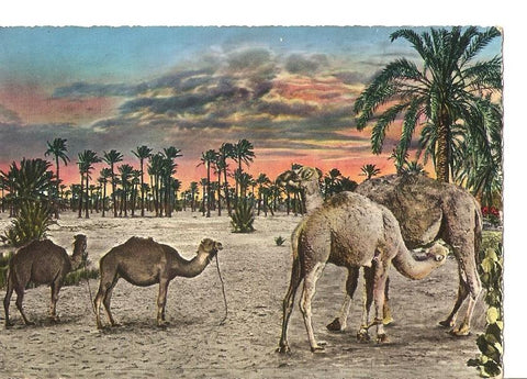 Postal 035948 : Tripoli - The camels