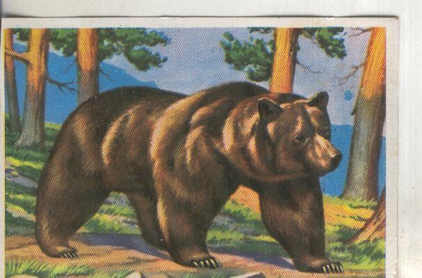 Cromos: Historia Natural numero 186