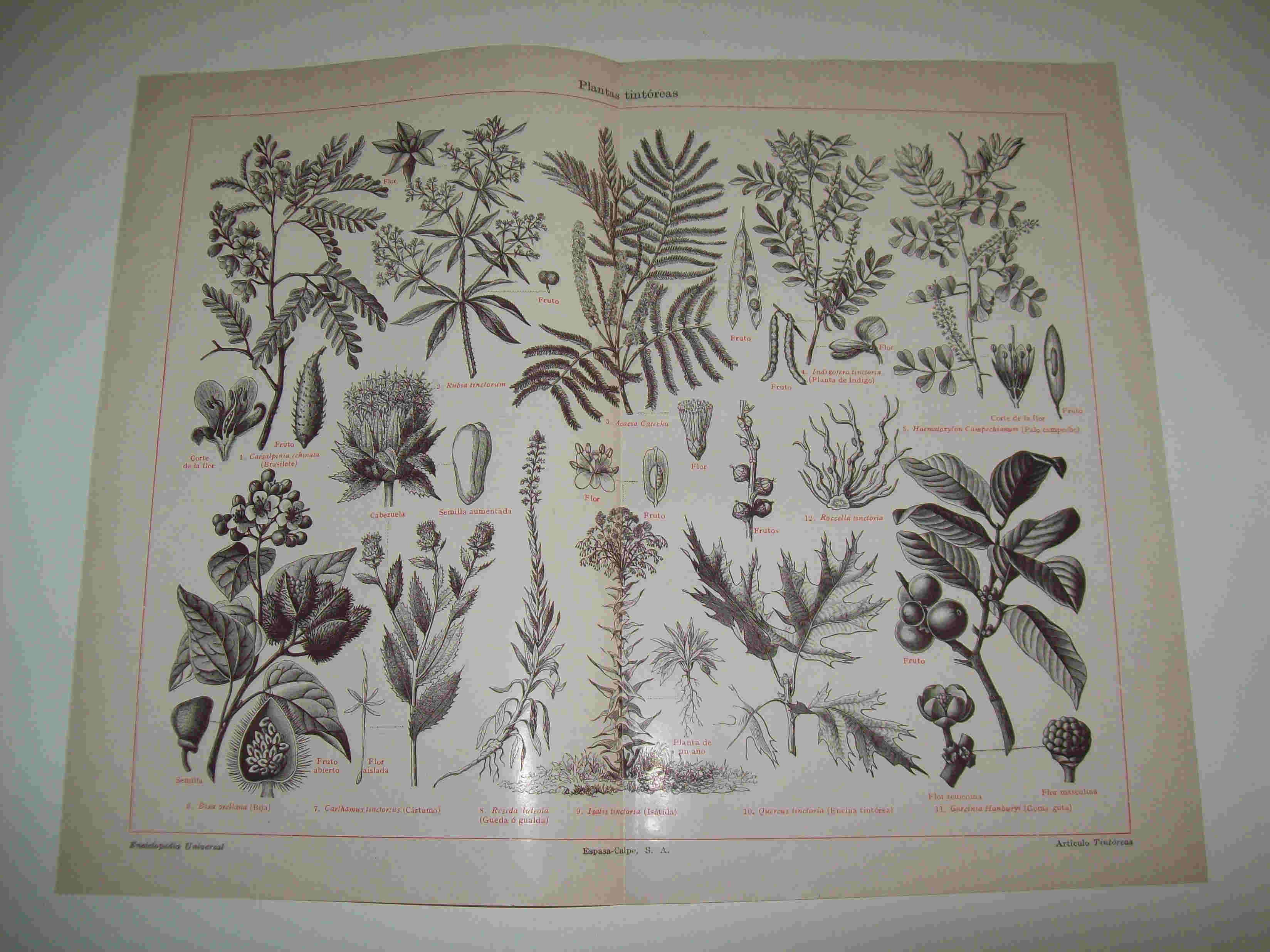 LAMINA ESPASA 8482: Plantas tintoreas