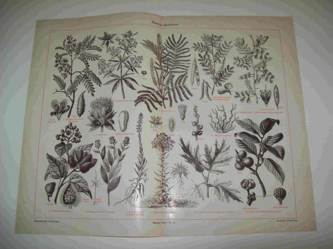 LAMINA ESPASA 8482: Plantas tintoreas