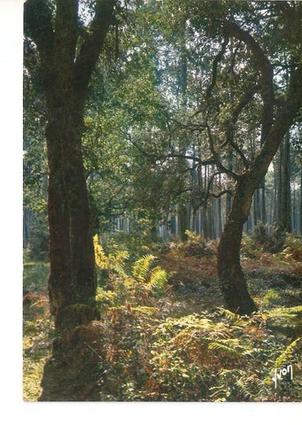 Postal 030268 : Centre-jour en forêt