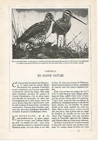 LAMINA 4055: AGACHADIZA COMUN