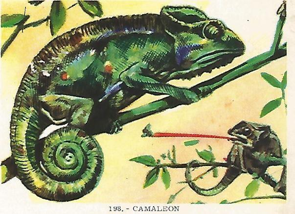 CROMO no  198. Camaleon