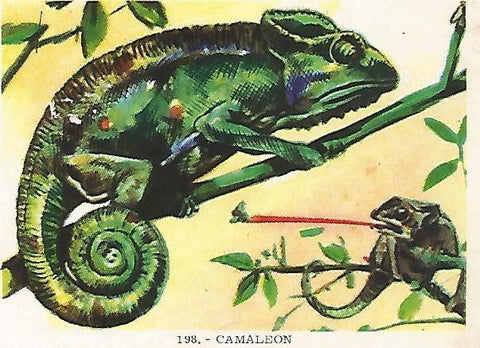 CROMO no  198. Camaleon