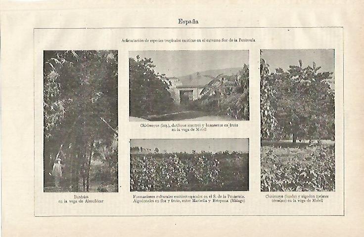 LAMINA ESPASA 15555: Aclimatacion de especies tropicales en el sur de España