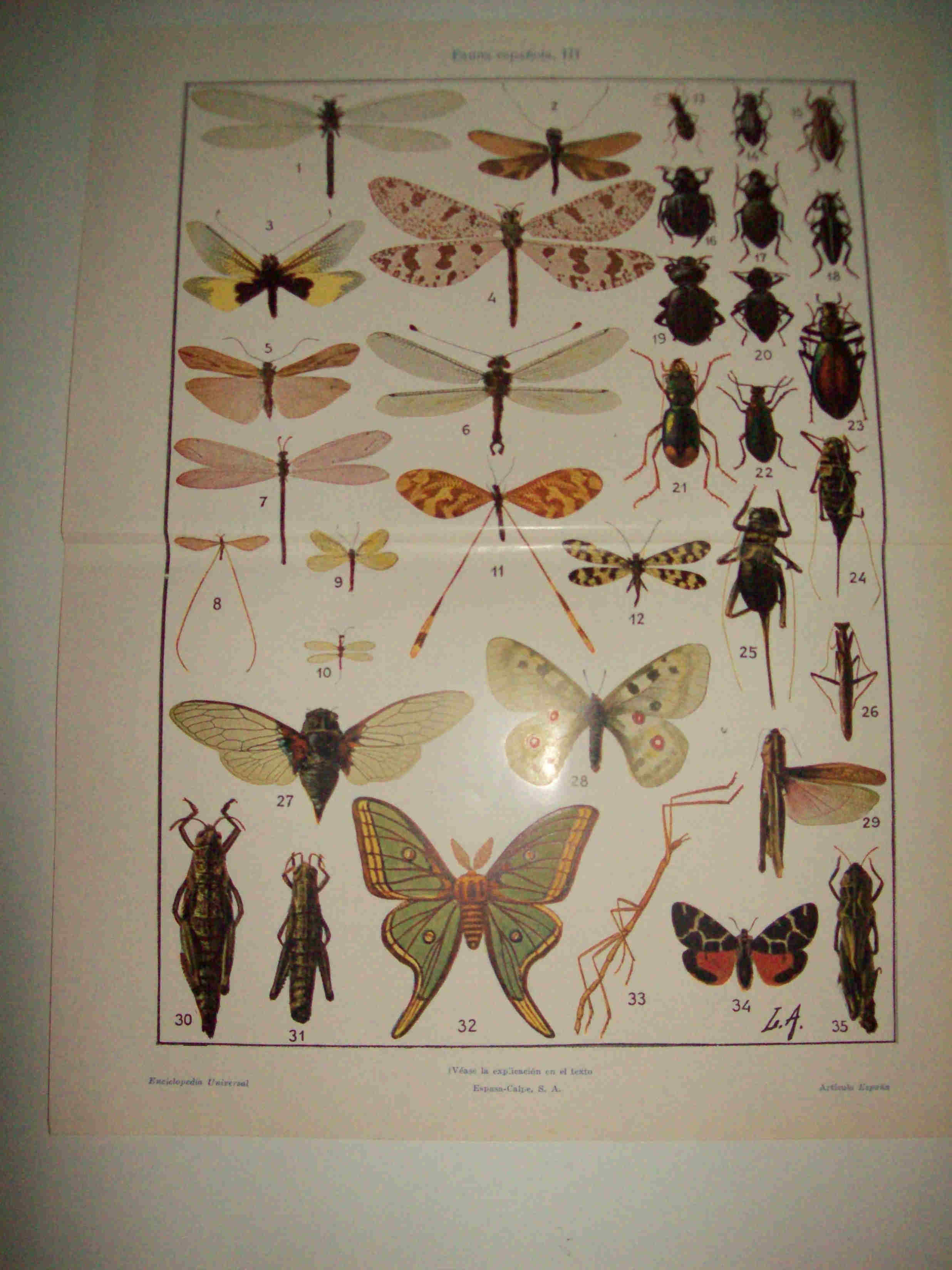 LAMINA ESPASA 15558: Insectos de España