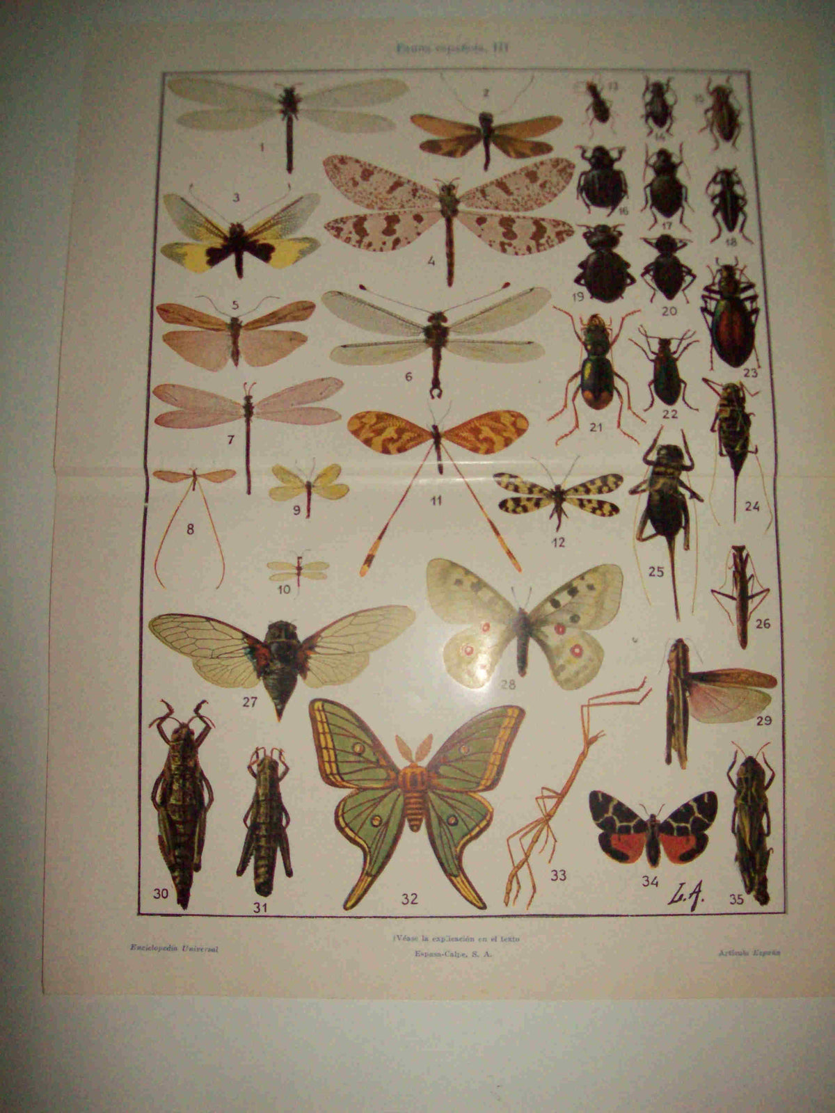 LAMINA ESPASA 15558: Insectos de España