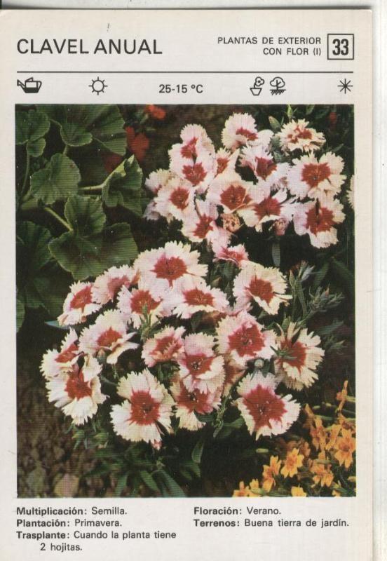 Postal-Ficha Jardineria plantas de exterior numero 33: Clavel anual