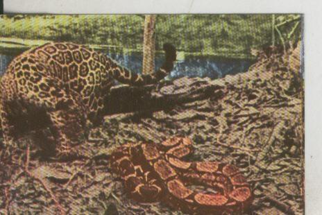 Cromos: La Naturaleza y sus maravillas numero 105