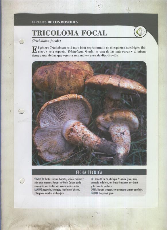 Bolets ficha 103: Tricoloma focal (Tricholoma focale)