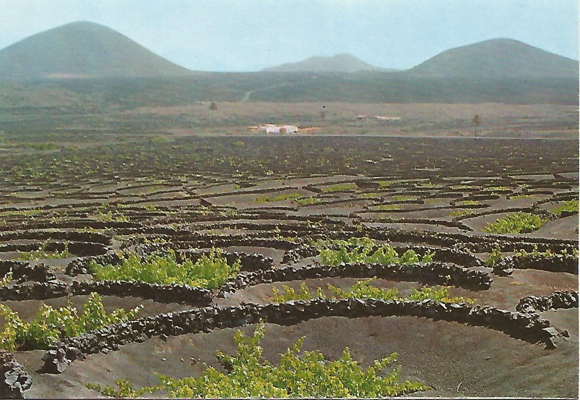 Postal 52290: LANZAROTE - La Geria