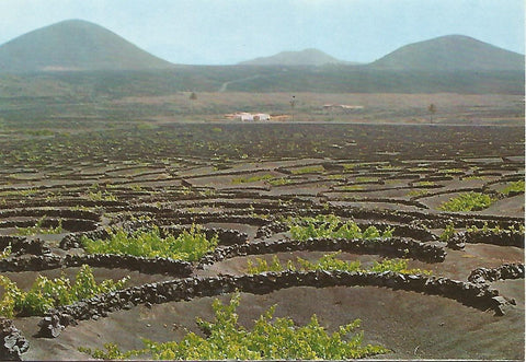 Postal 52290: LANZAROTE - La Geria