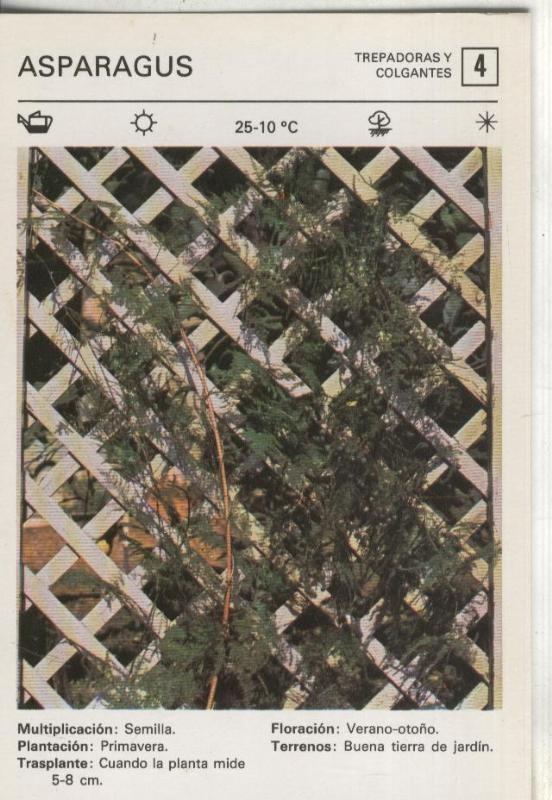 Postal-Ficha Jardineria numero 04: Asparagus