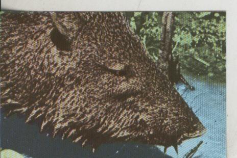 Cromos: La Naturaleza y sus maravillas numero 085