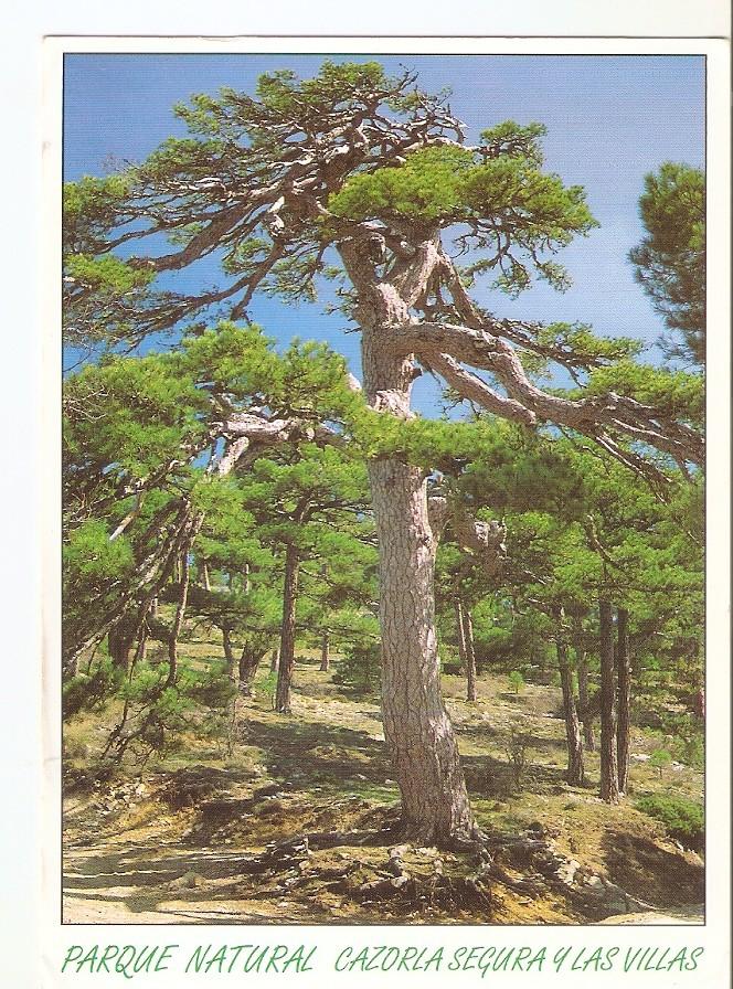 Postal 039963 : Parque Natural Cazorla Segura y las Villas. Pino Laricio