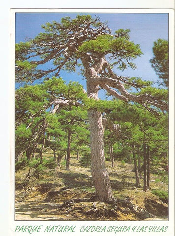 Postal 039963 : Parque Natural Cazorla Segura y las Villas. Pino Laricio