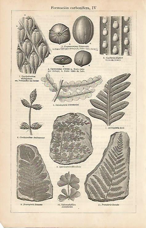 LAMINA ESPASA 4295: Formacion carbonifera (III)