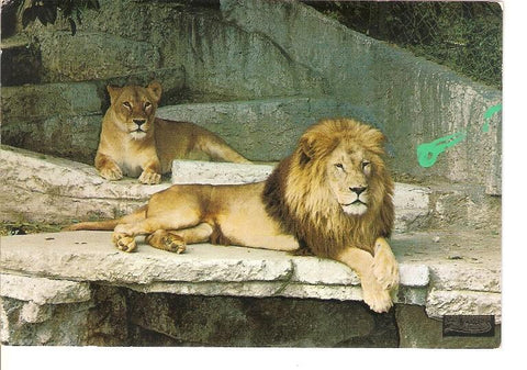 Postal 049516 : Parque Zoologico de Barcelona. Leones
