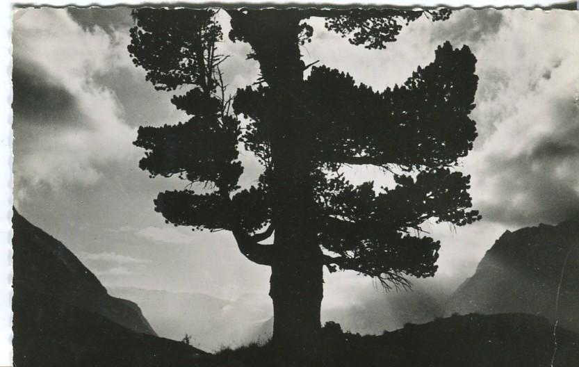 Postal-Postcard 17233: VISTA DE ARBOL En Blanco y negro - PARIS