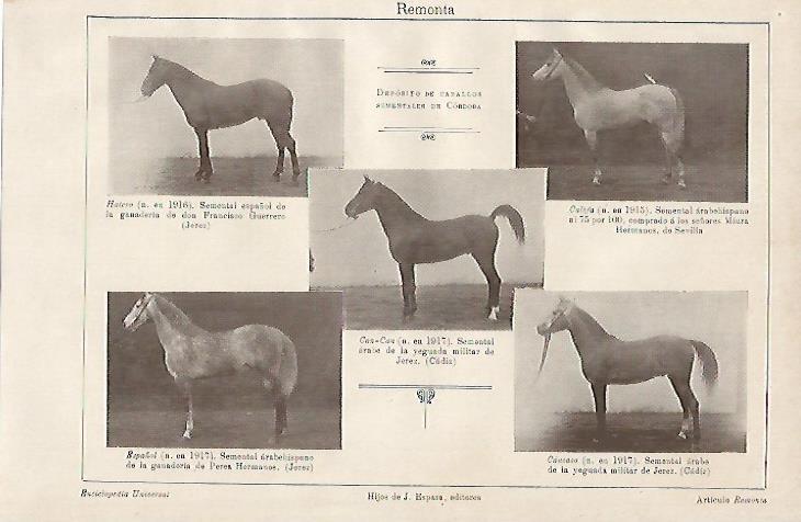 LAMINA ESPASA 1012: Deposito de caballos sementales de Cordoba