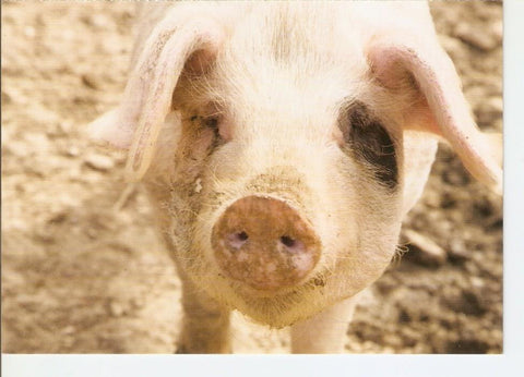Postal 026426 : Evita el sufrimiento de los animales de granja