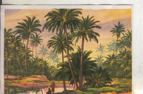 Cromos: Historia Natural numero 407