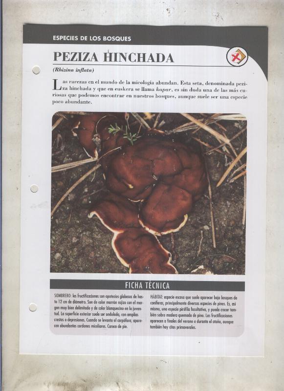 Bolets ficha 052: Peziza hinchada (Rhizina inflata)