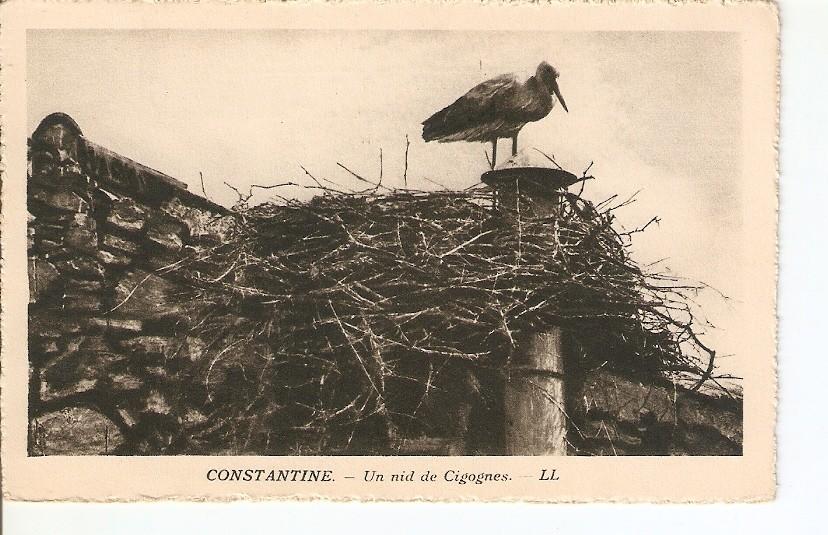 Postal 026790 : Constantine - Un nid de Cigognes