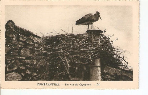 Postal 026790 : Constantine - Un nid de Cigognes