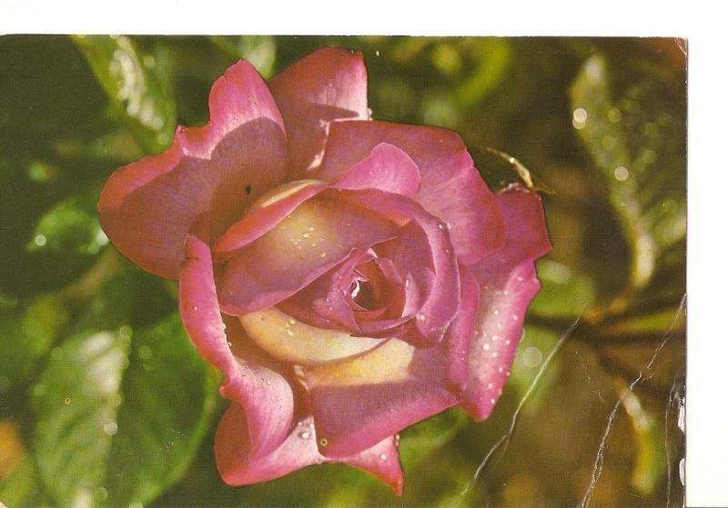 Postal 026841 : Una rosa