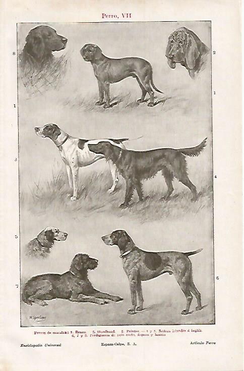 LAMINA ESPASA 15785: Perros de muestra
