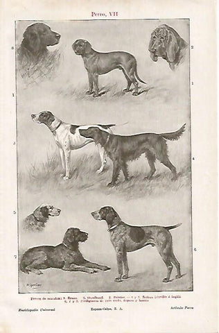 LAMINA ESPASA 15785: Perros de muestra