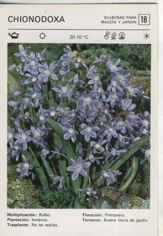 Postal-Ficha Jardineria numero 18: Chionodoxa