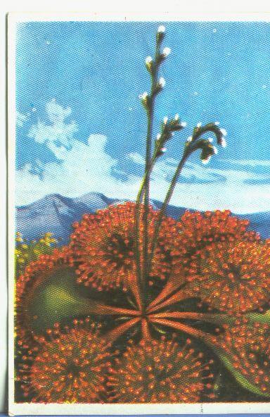 Cromos: Historia Natural numero 447