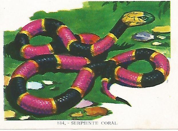 CROMO no  184. Serpiente coral