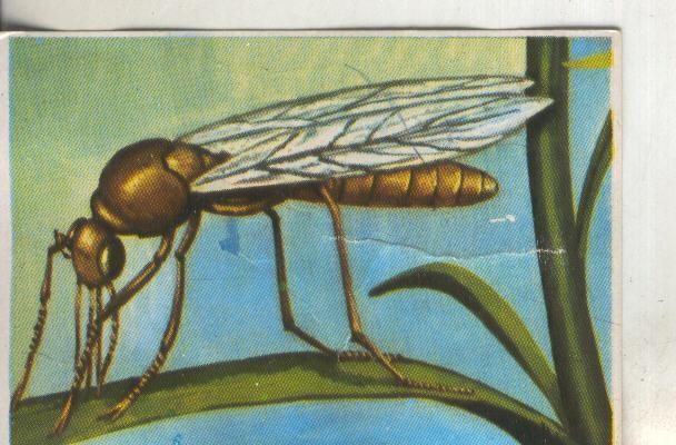 Cromos: Historia Natural numero 245