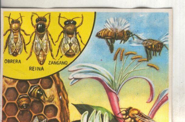 Cromos: Historia Natural numero 098