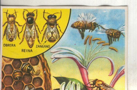 Cromos: Historia Natural numero 098