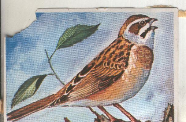 Cromos: Historia Natural numero 213