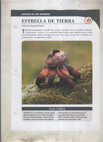 Bolets ficha 040: Estrella de tierra (Astraeus hygrometricus)