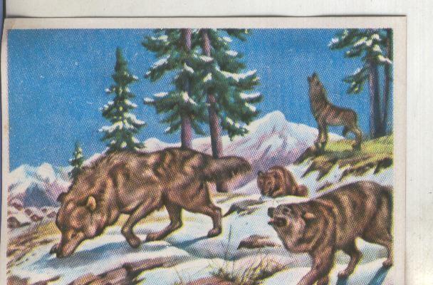 Cromos: Historia Natural numero 095