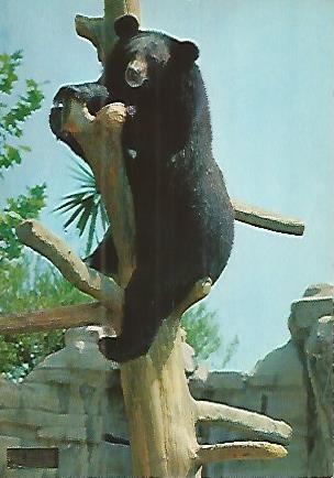 POSTAL 53140: ZOO DE BARCELONA. Oso del Tibet