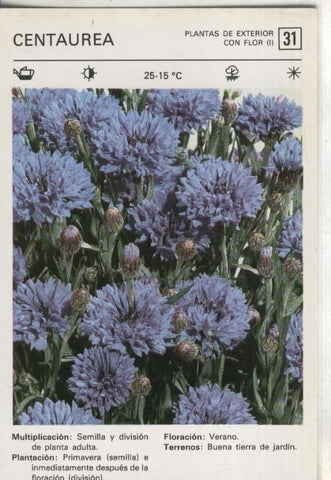 Postal-Ficha Jardineria plantas de exterior numero 31: Centaurea