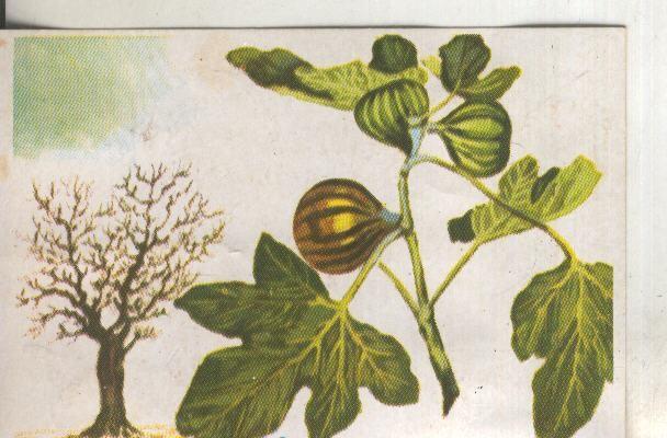 Cromos: Historia Natural numero 415