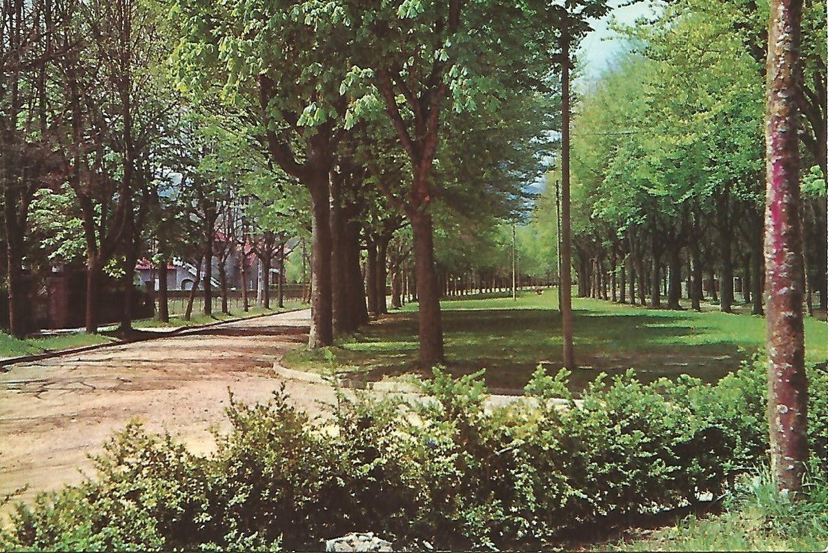 Postal 50180: CAMPRODON - Avenida Maristany
