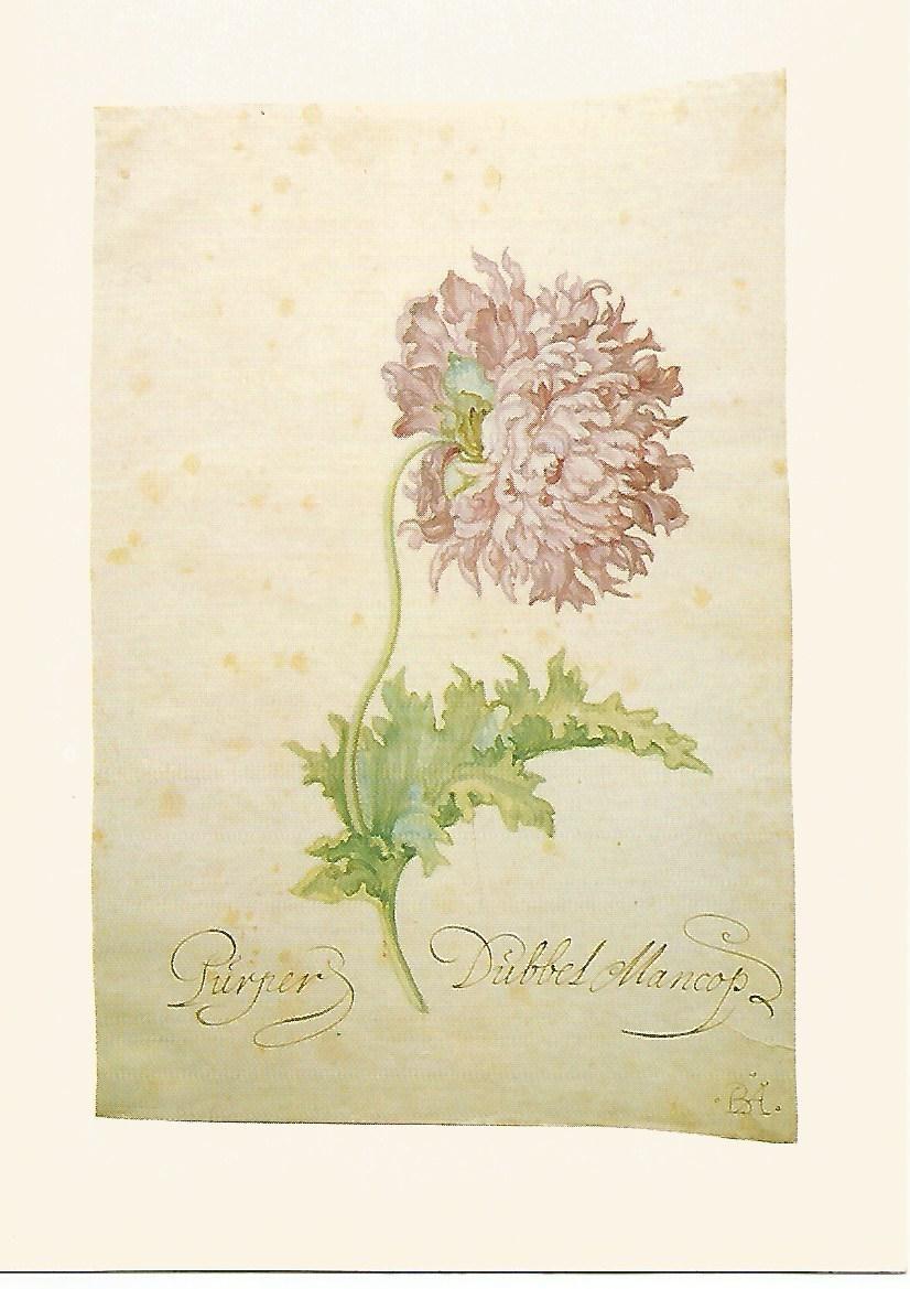Postal 50794: BARTHOLOMEUS ASSTEYN - Chrysanthemum