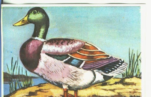 Cromos: Historia Natural numero 350