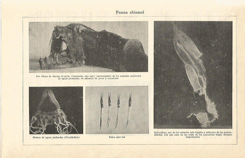 Lamina 003: Fauna abismal